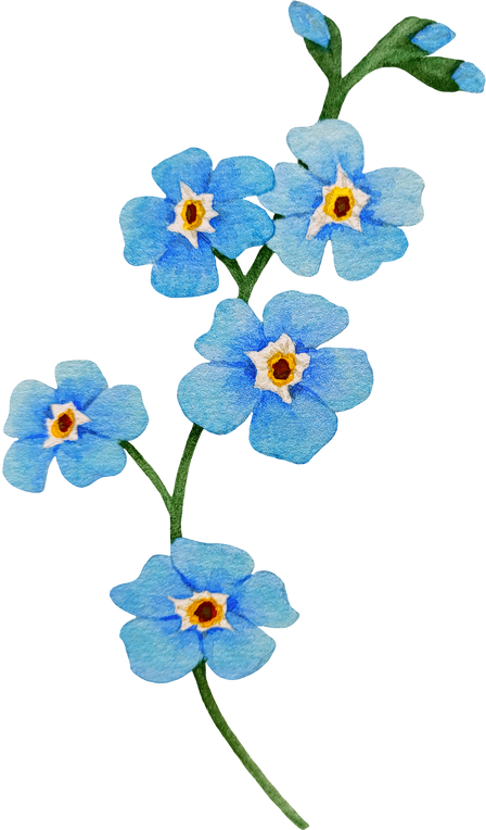 Watercolor Forget-me-not